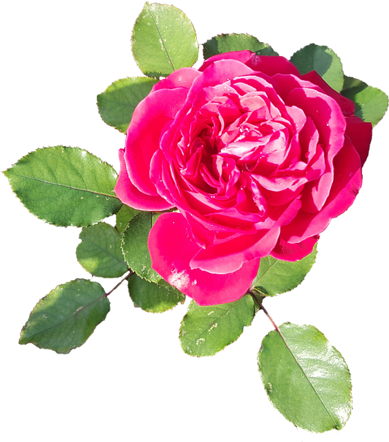 Free Rose Red illustration and picture