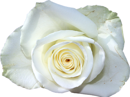 Free Flower White illustration and picture