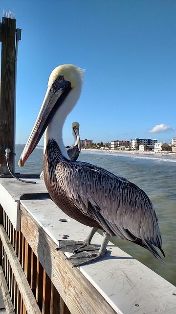 Free Pelican Nature photo and picture