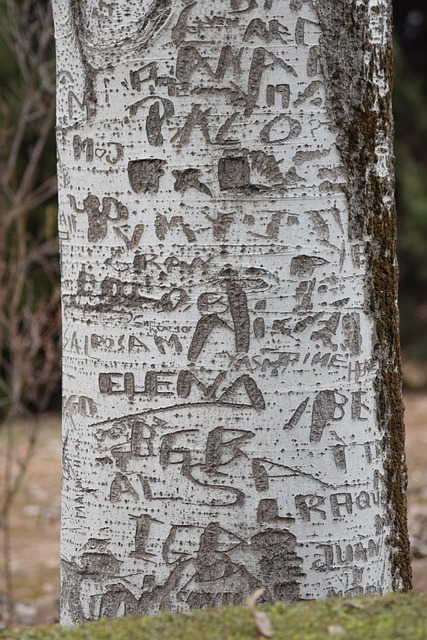Free Tree Name S photo and picture