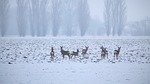 landscape, winter, fog