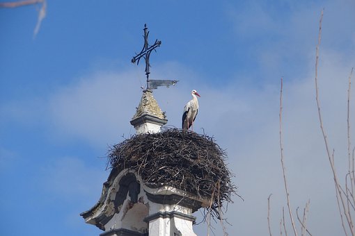 Nest, Vogel, Liebling, Glockenturm