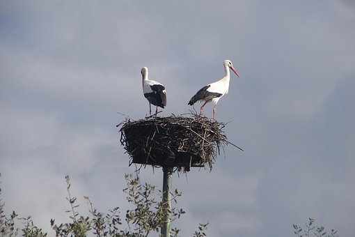 Nest, Vögel, Storch, Vogel, Weißstorch