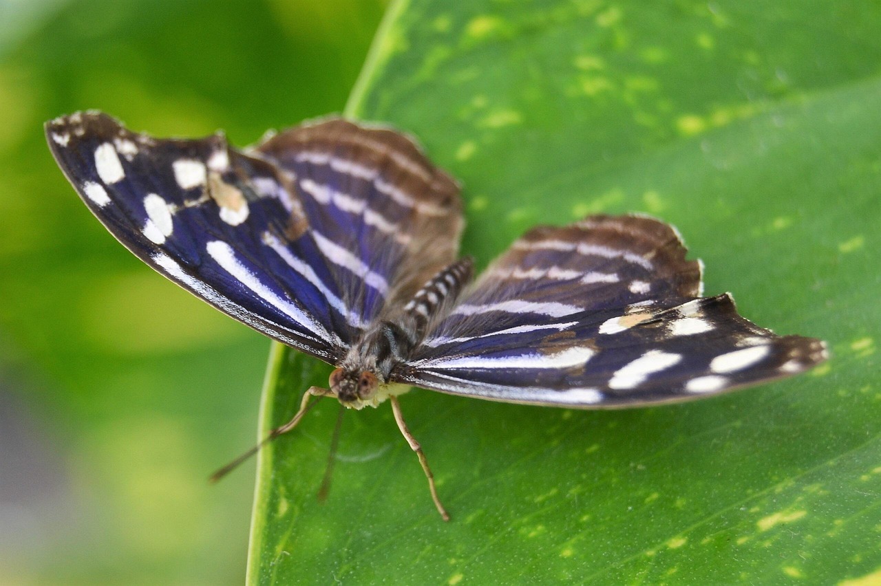 Butterfly Insect Yard - Free photo on Pixabay - Pixabay