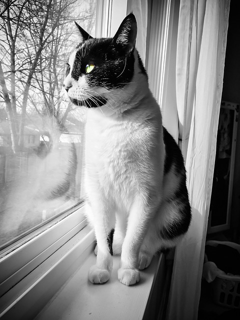 Free Cat Window photo and picture