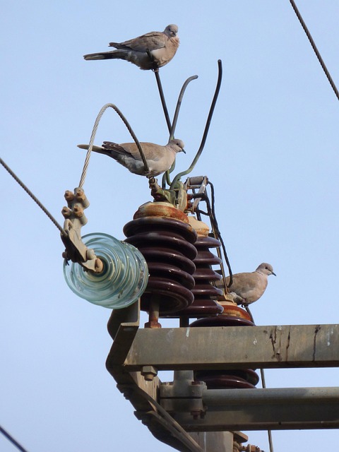 Free Turtledove Transformer photo and picture