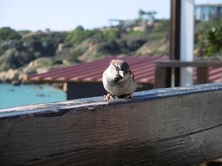 Free Bird Nature photo and picture
