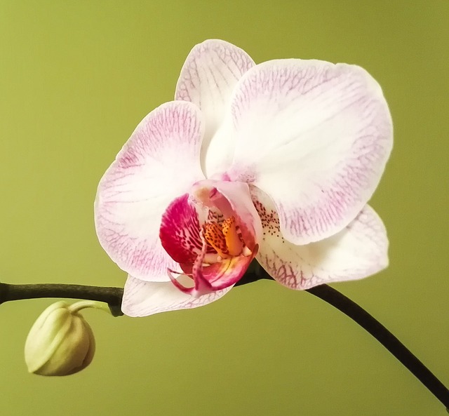 Free orchid phalaenopsis blossom illustration