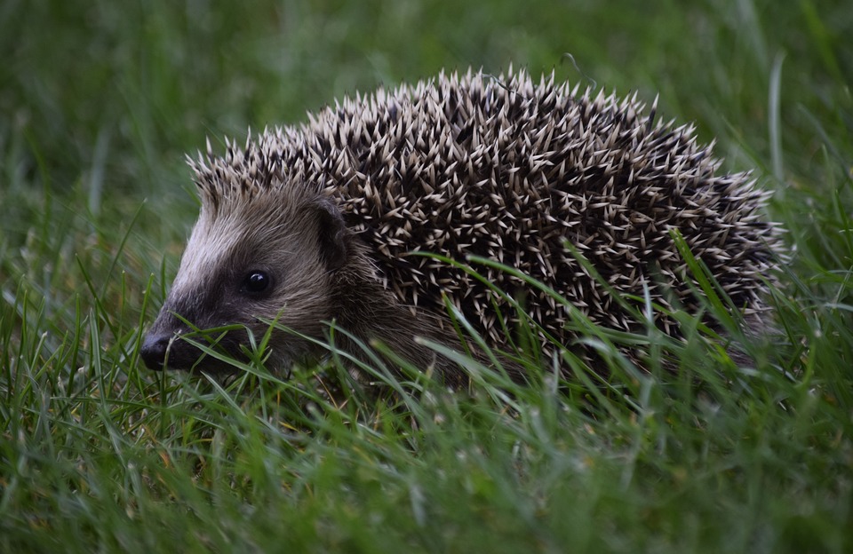Hérisson Enfant Animal - Photo gratuite sur Pixabay - Pixabay