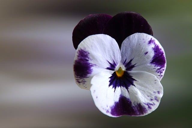 Free pansy nature blue white illustration