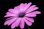 flower, blossom, bloom