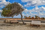 tree, bench, improvised