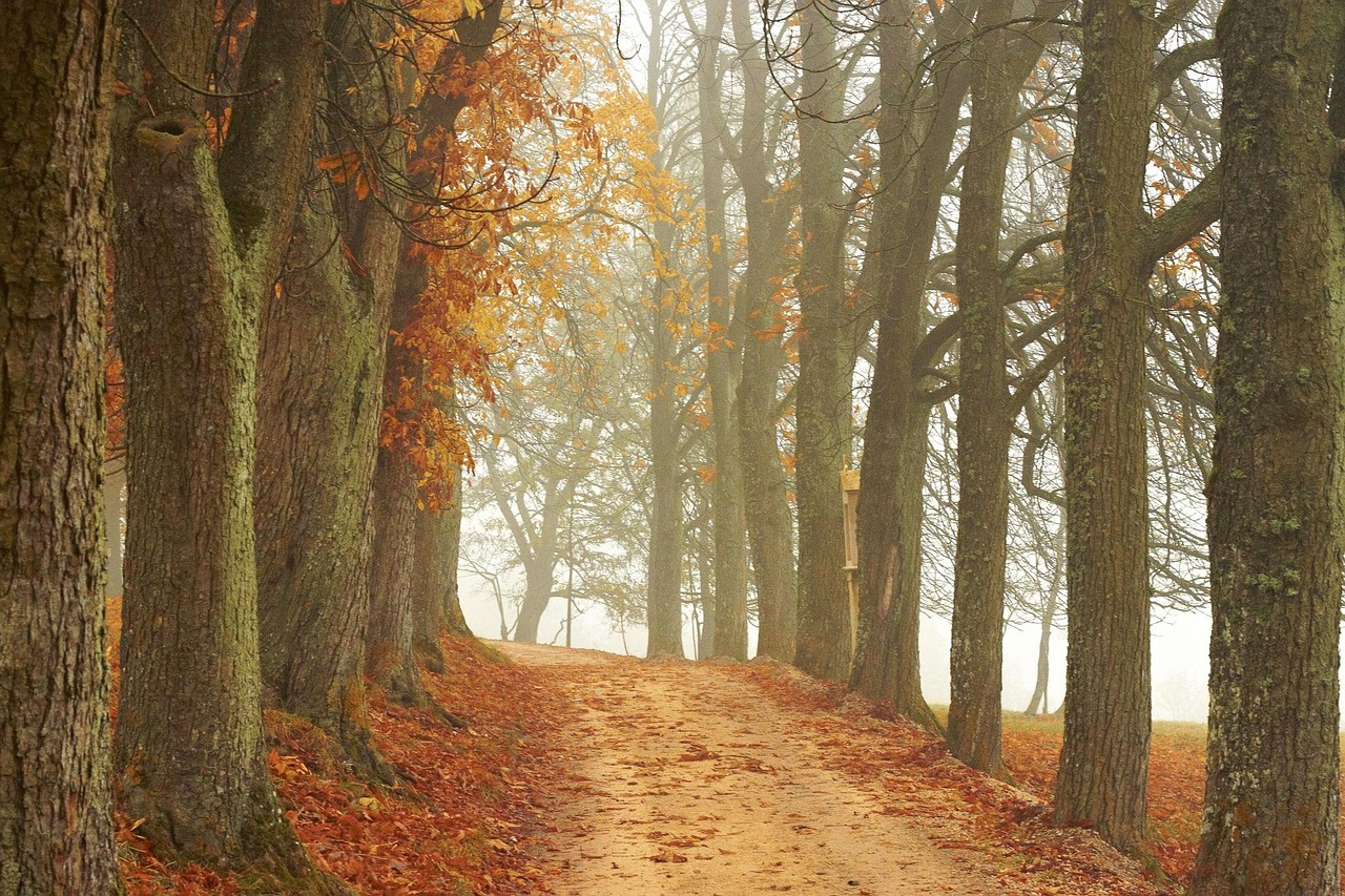 Download free HD stock image of Trees Path Free Trees Path photo and picture