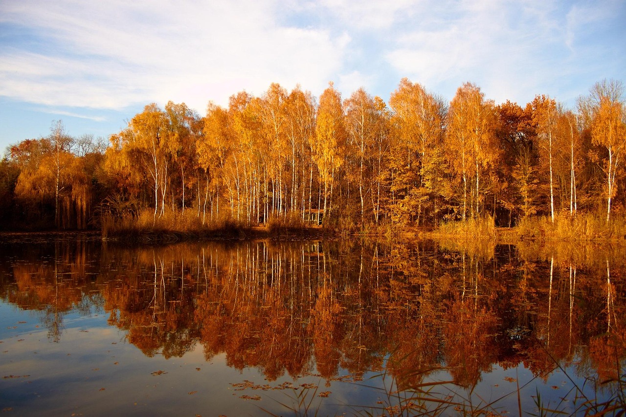 自然 秋天的树 秋天的心情 - Pixabay上的免费照片 - Pixabay