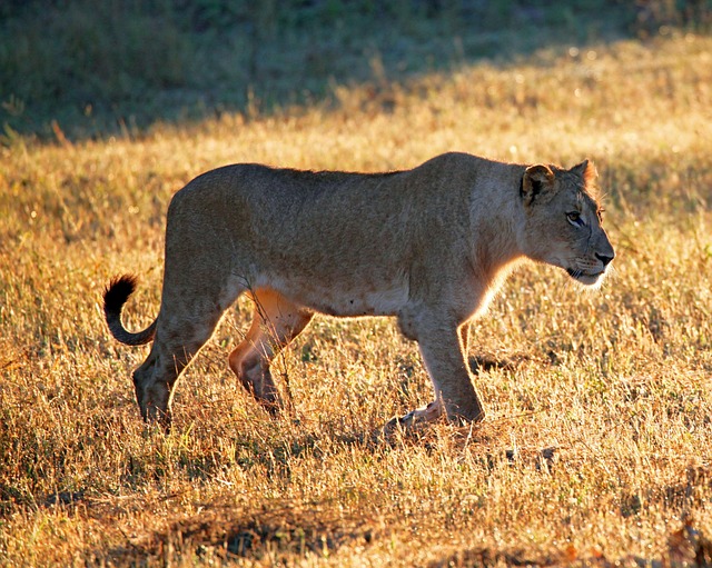 Free South Africa photo and picture