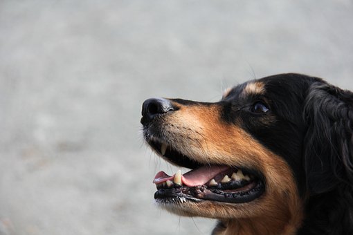 Free Dog Happy photo and picture