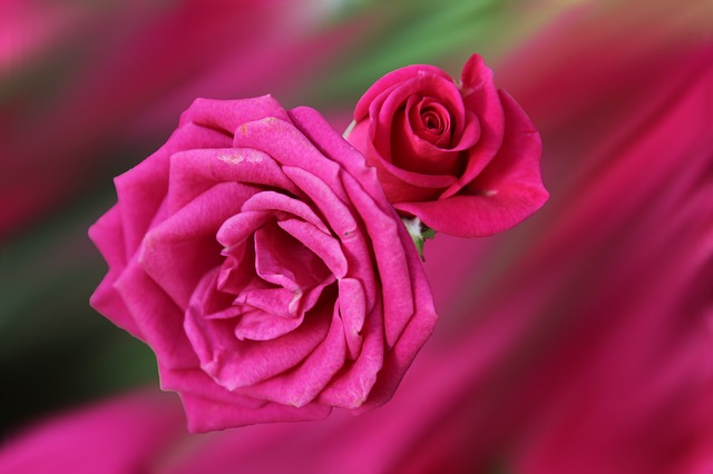 Floare, Natura, Flori, Trandafiri, Roșu