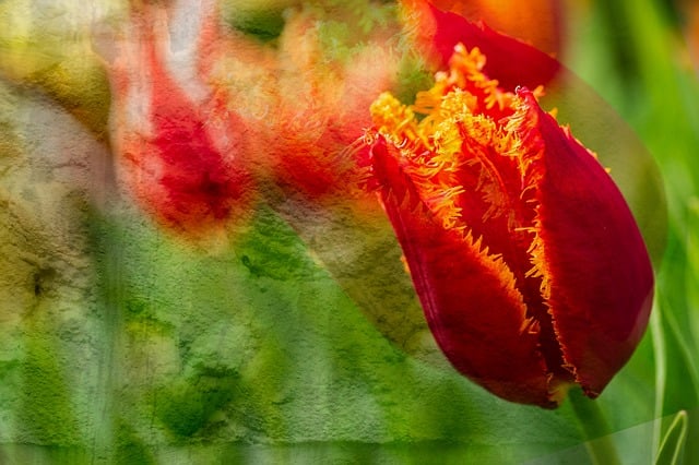 Beet, Blühen, Blume, Dekoration, Farben
