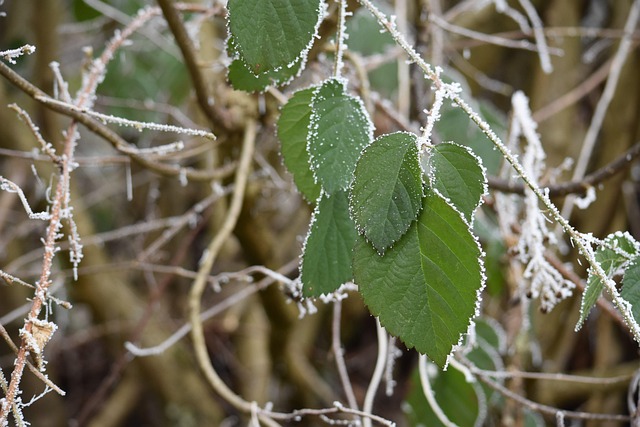 Free Winter Ice Crystals photo and picture