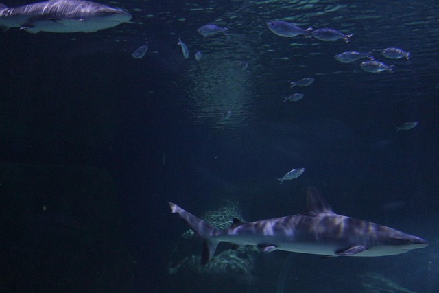 Hai, Unterwasser, Fische, Ozean, Meer
