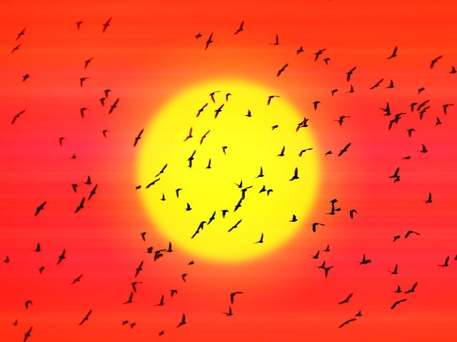 Free birds flock flight illustration