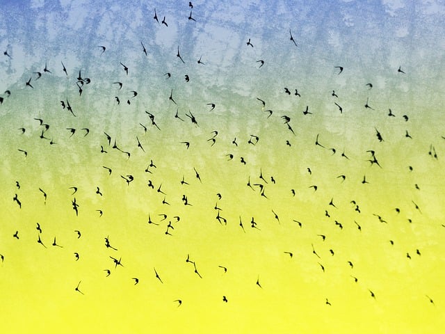 Free birds flock nature illustration