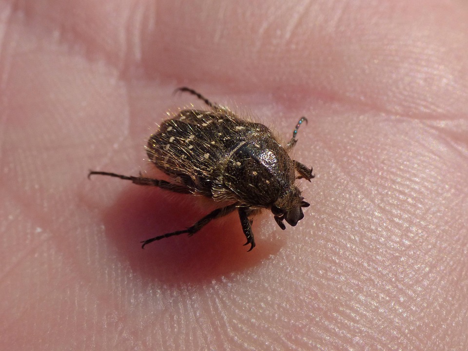 Oxythyrea Baleful Beetle - Free photo on Pixabay - Pixabay