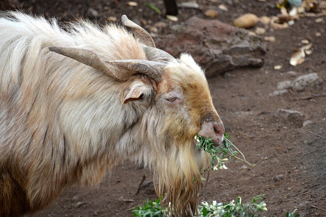 Kambing Menginginkan Bandot - Foto gratis di Pixabay - Pixabay