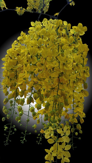 Free Yellow Ipê Flower photo and picture