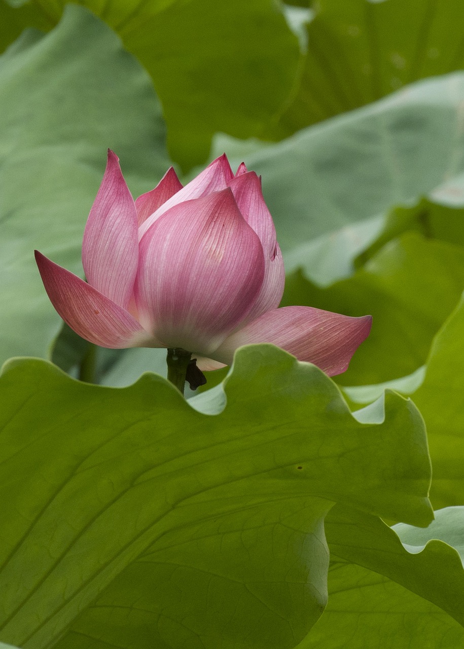 Lotus Bloom Close Up Nature Free photo on Pixabay Pixabay