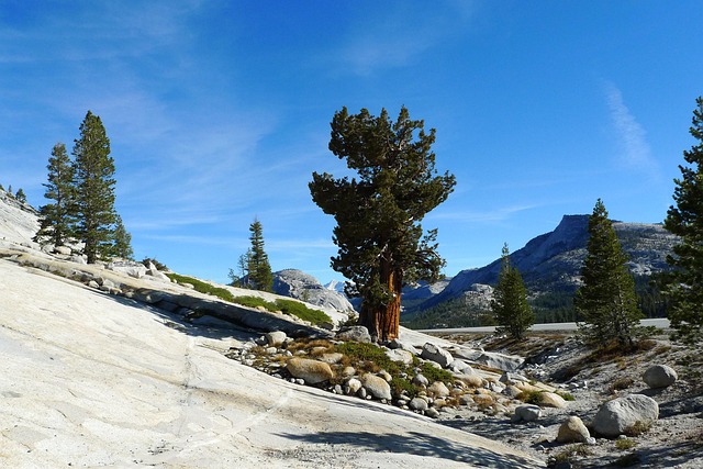 Rocking Background Tree Tree Rock Nature - Free photo on Pixabay