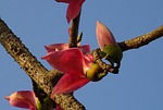 flower, bud, shimul