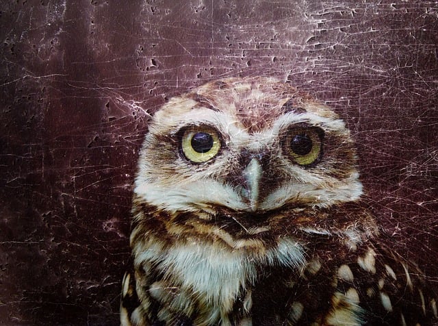 Download free HD stock image of Owl Nature Free owl nature owls illustration