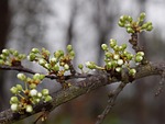 rain-wet cherry blossom buds, showing white, about to open