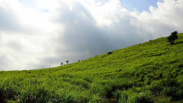 Indien, Munnar, Citrongræs, Grøn, Himmel