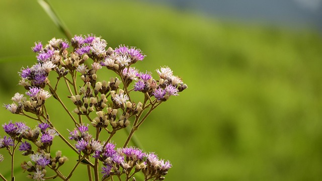 Bjergblomst, Bokeh, Blomst, Wildflower
