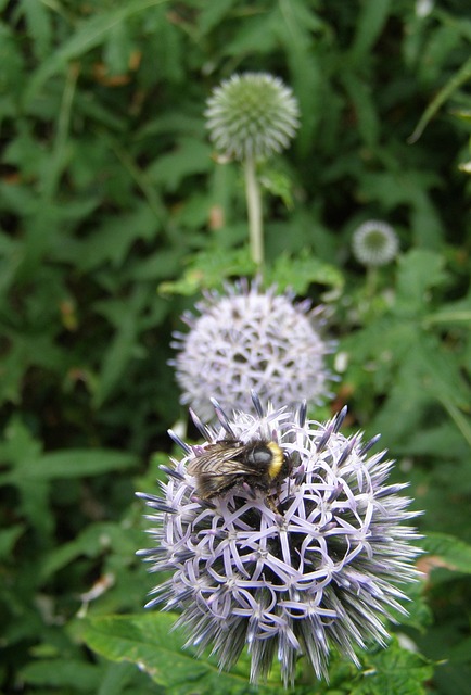 Free Bee Allium photo and picture