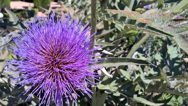 Free Flower Thistle photo and picture