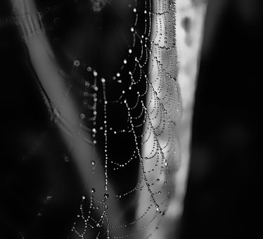 Free Web Dew photo and picture