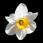 daffodil, narcissus, white