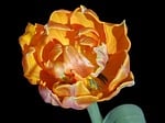parrot tulip, orange, bright