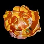 parrot tulip, orange, bright