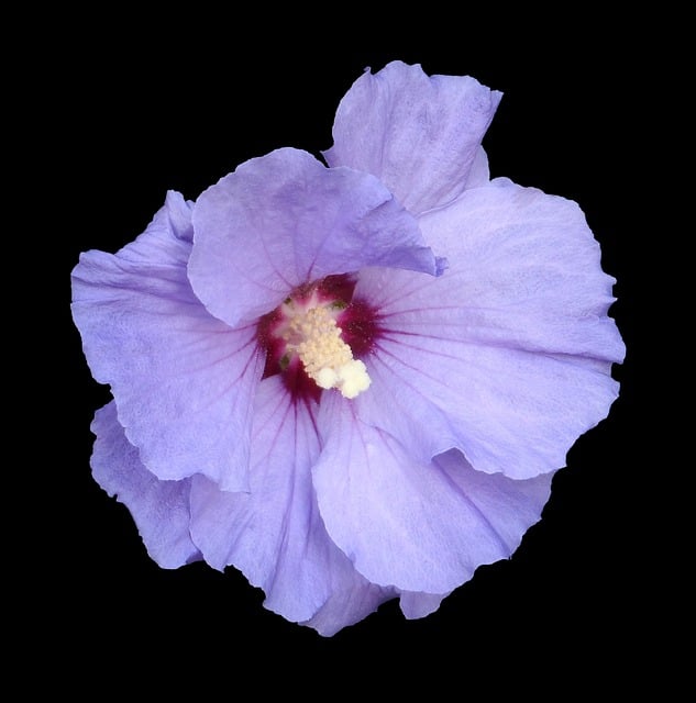 Free hibiscus marshmallow blue illustration