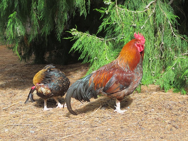 Free Rooster Roosters photo and picture