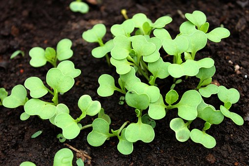 Bok Choy Выращивание, Посадка, Овощ
