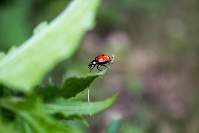 Free Ladybug Nature photo and picture