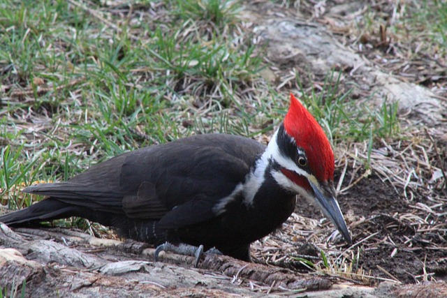 Free Woodpecker Outdoors photo and picture