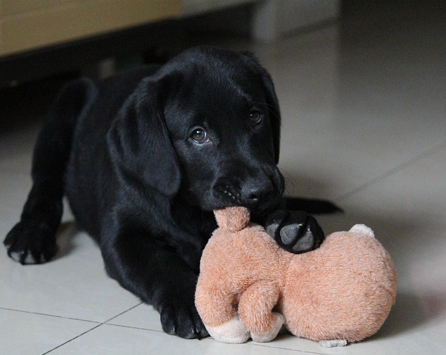 Free Dog Sell ​​Meng photo and picture