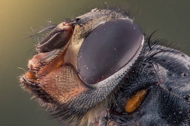 Free macro photo insect illustration