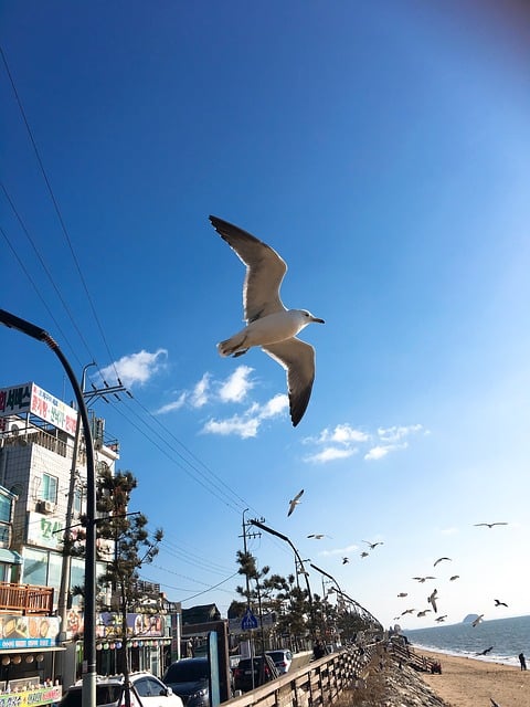 Jebudo, Gaivota, Voar, Oceano, Paisagem